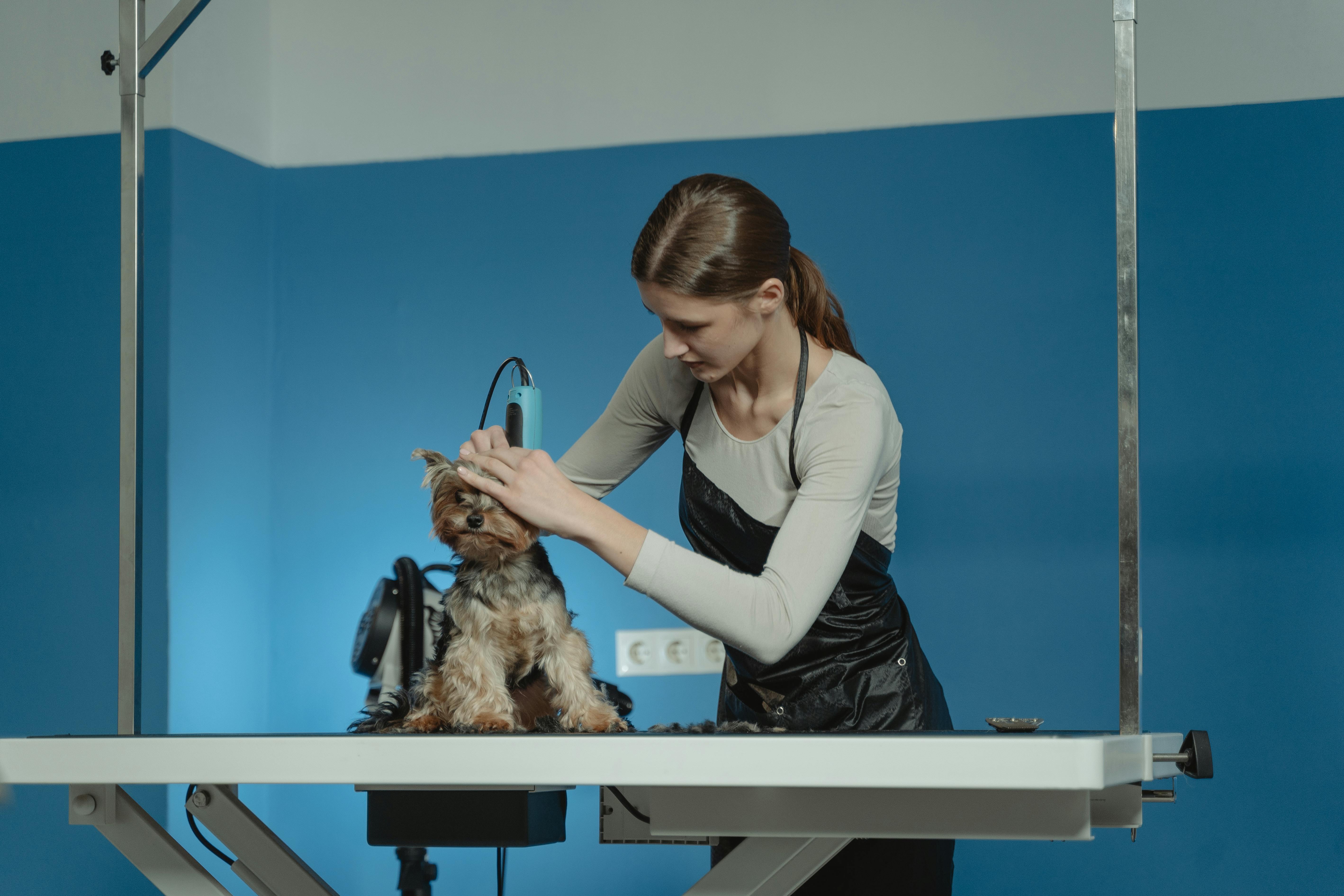 Professional dog groomer carefully tending to a dog in a clean, modern salon